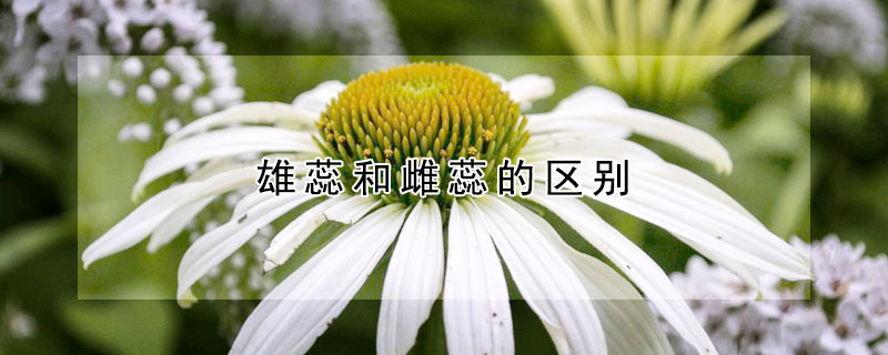 雄蕊和雌蕊的区别