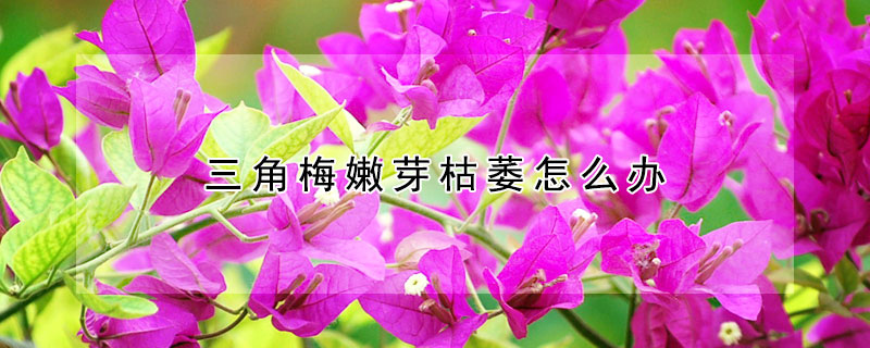 三角梅嫩芽枯萎怎么办