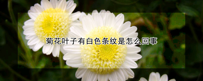 菊花叶子有白色条纹是怎么回事