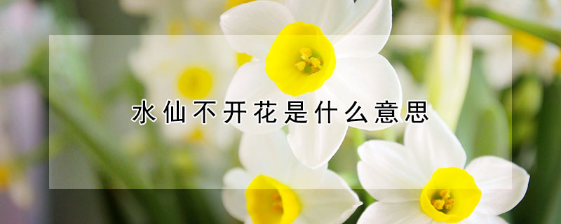 水仙不开花是什么意思