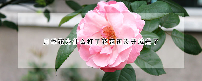 月季花为什么打了花苞还没开就蔫了