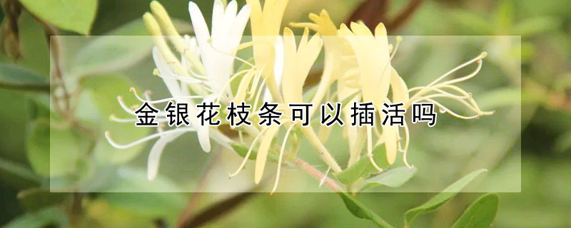 金银花枝条可以插活吗