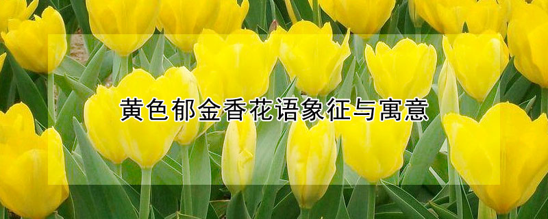 黄色郁金香花语象征与寓意