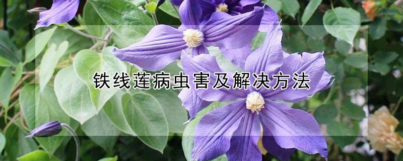 铁线莲病虫害及解决方法