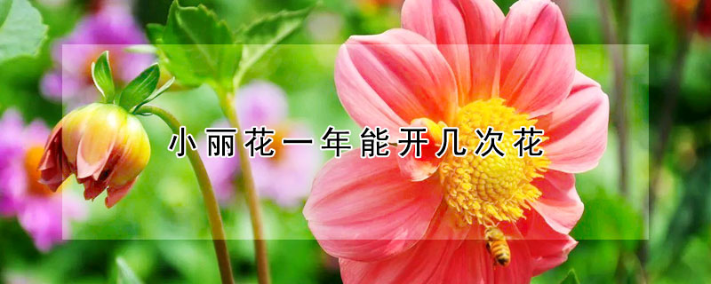 小丽花一年能开几次花