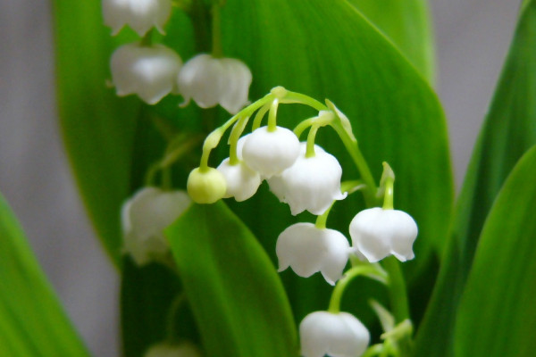 铃兰花的花语