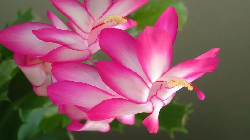蟹爪兰花语