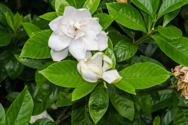 栀子花花期是什么时候