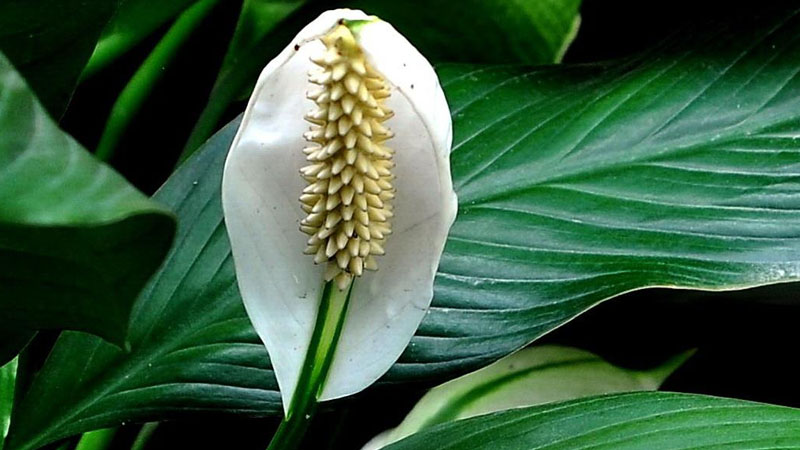 白鹤芋怎么养