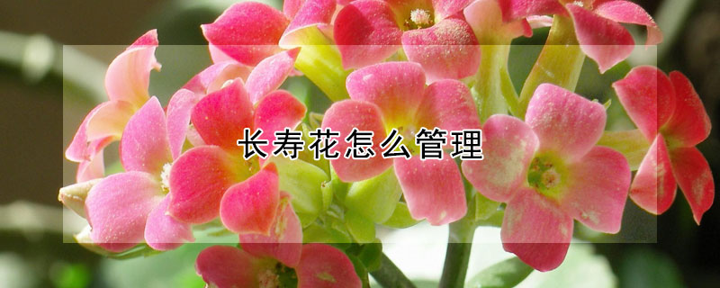 长寿花怎么管理