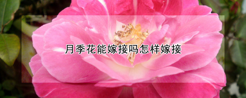 月季花能嫁接吗怎样嫁接