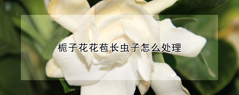 栀子花花苞长虫子怎么处理