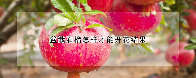盆栽石榴怎样才能开花结果