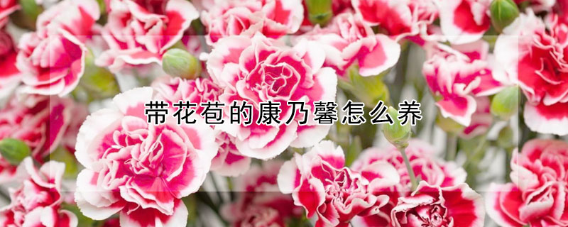 带花苞的康乃馨怎么养