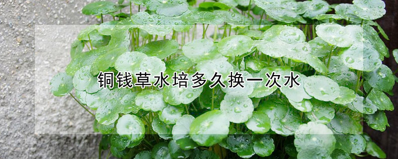 铜钱草水培多久换一次水