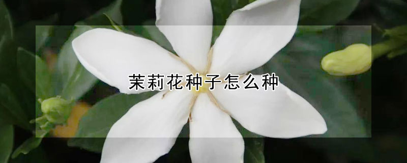 茉莉花种子怎么种