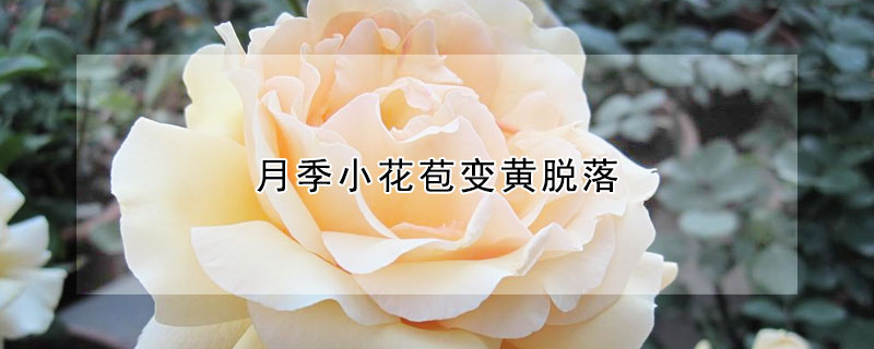 月季小花苞变黄脱落