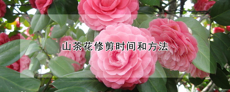 山茶花修剪时间和方法