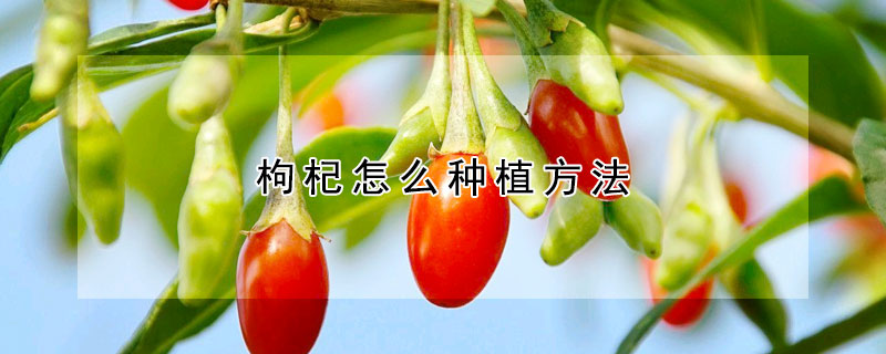 枸杞怎么种植方法