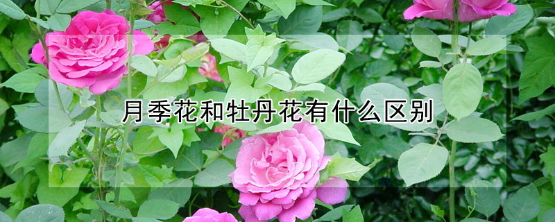 月季花和牡丹花有什么区别