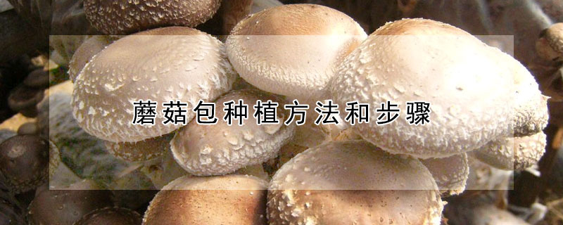 蘑菇包种植方法和步骤