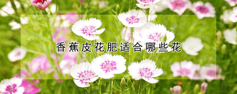 香蕉皮花肥适合哪些花