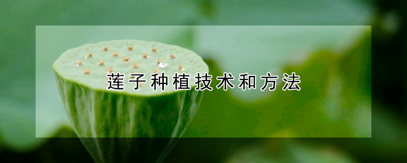 莲子种植技术和方法