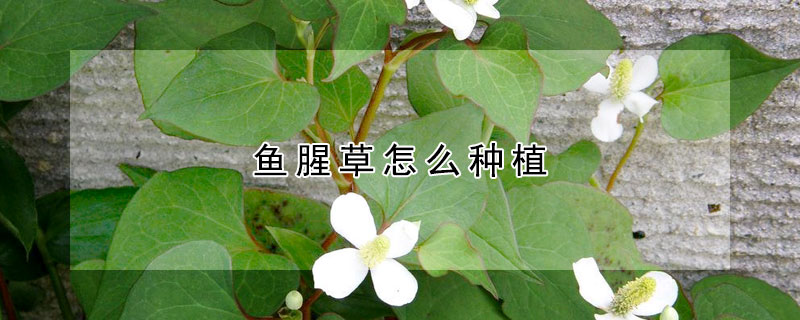 鱼腥草怎么种植