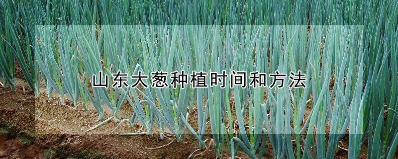 山东大葱种植时间和方法