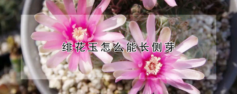 绯花玉怎么能长侧芽