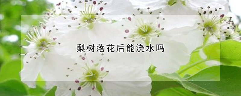 梨树落花后能浇水吗