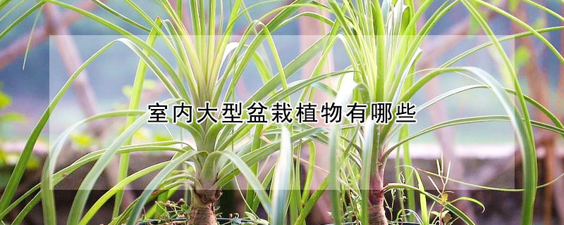 室内大型盆栽植物有哪些