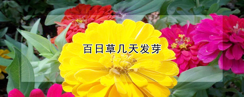 百日草几天发芽