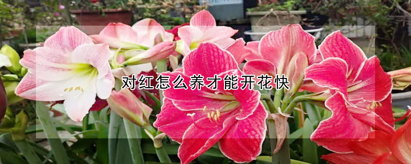 对红怎么养才能开花快