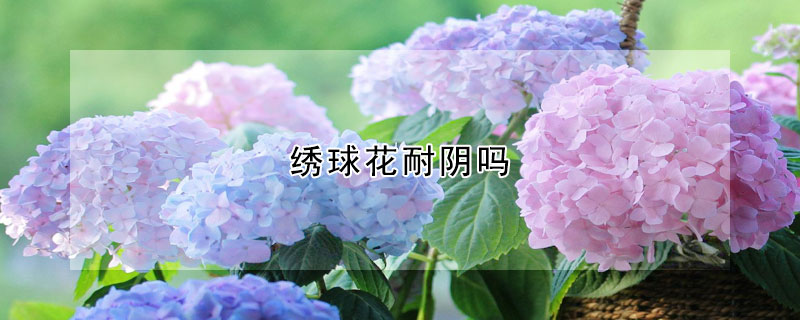 绣球花耐阴吗