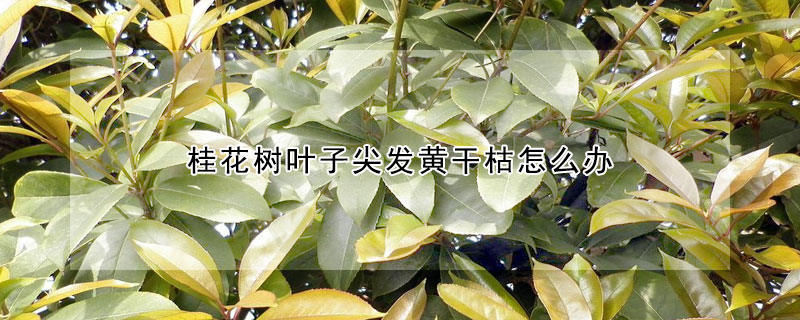 桂花树叶子尖发黄干枯怎么办