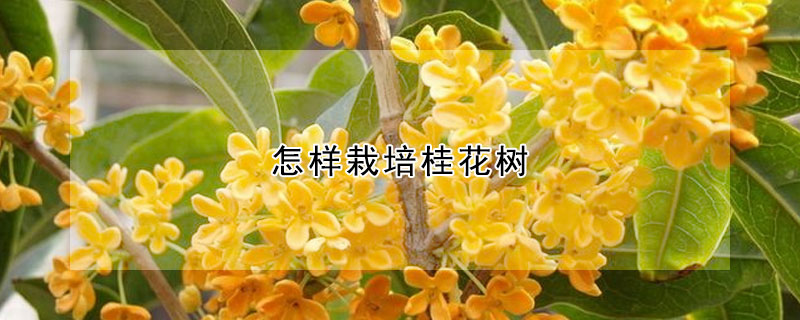 怎样栽培桂花树