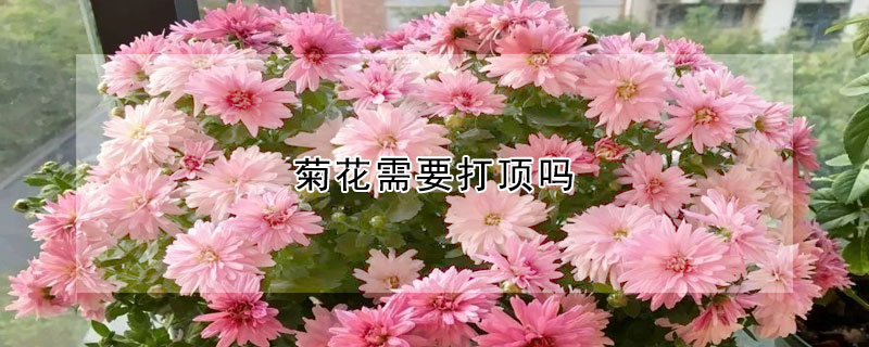 菊花需要打顶吗