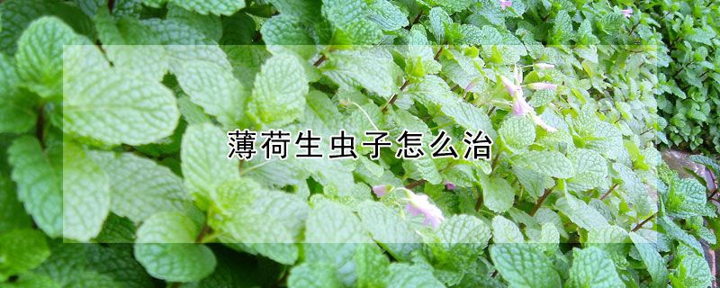 薄荷生虫子怎么治