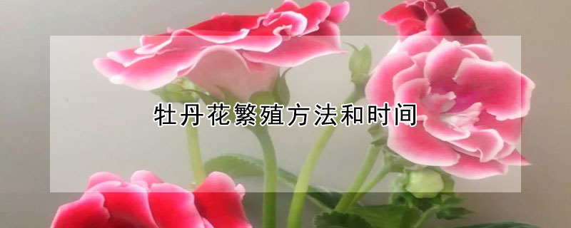 牡丹花繁殖方法和时间