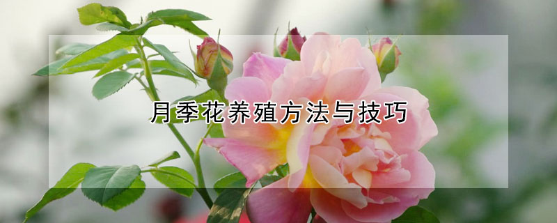 月季花养殖方法与技巧