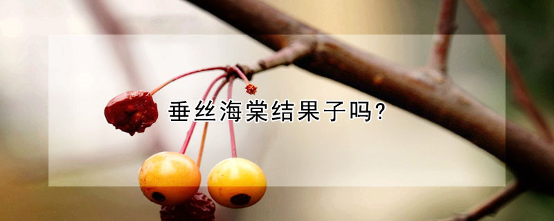 垂丝海棠结果子吗?