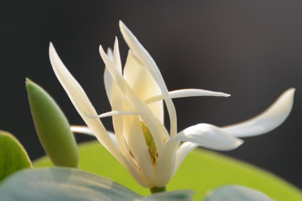 白兰花花语