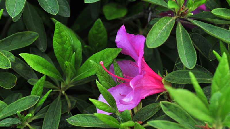 杜鹃花花期养护