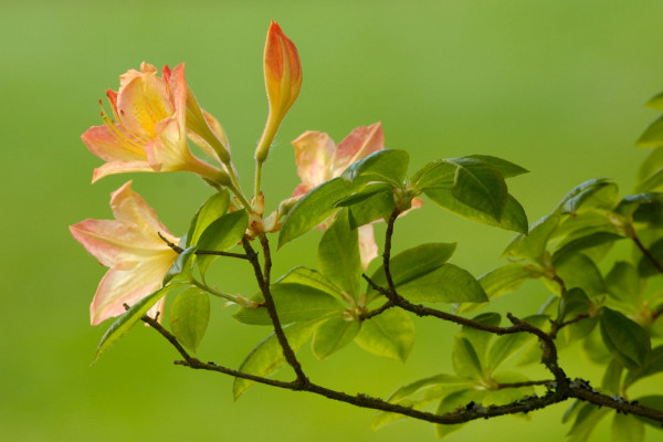 杜鹃花花期养护