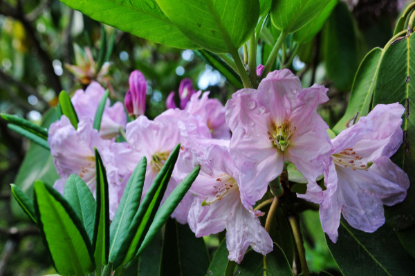 杜鹃花花期养护