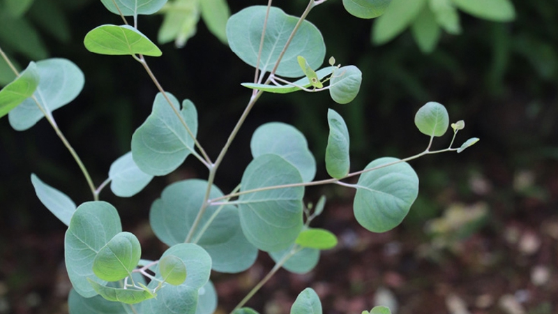 尤加利种植方法