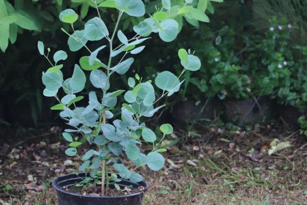 尤加利种植方法