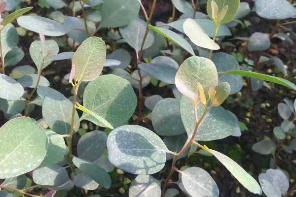 尤加利种植方法