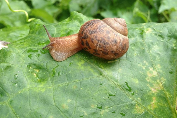 非洲蜗牛养殖技术